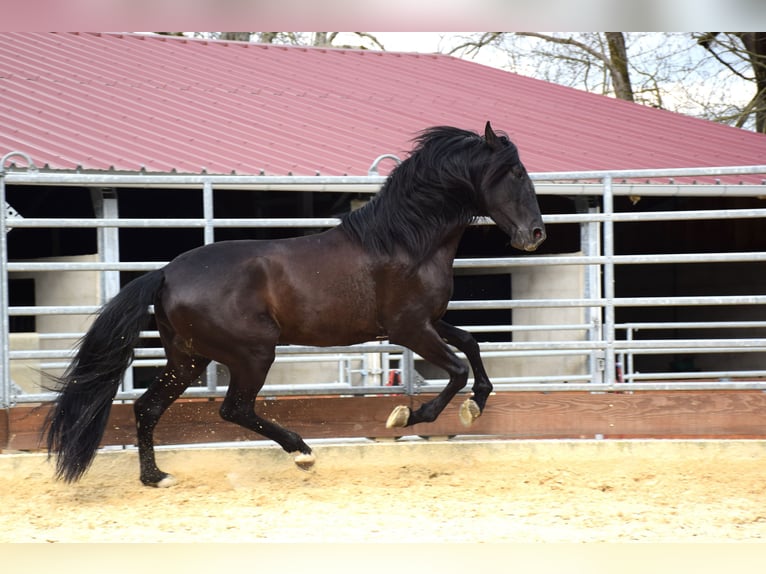 PRE Stallion 5 years 16 hh Black in Caumont