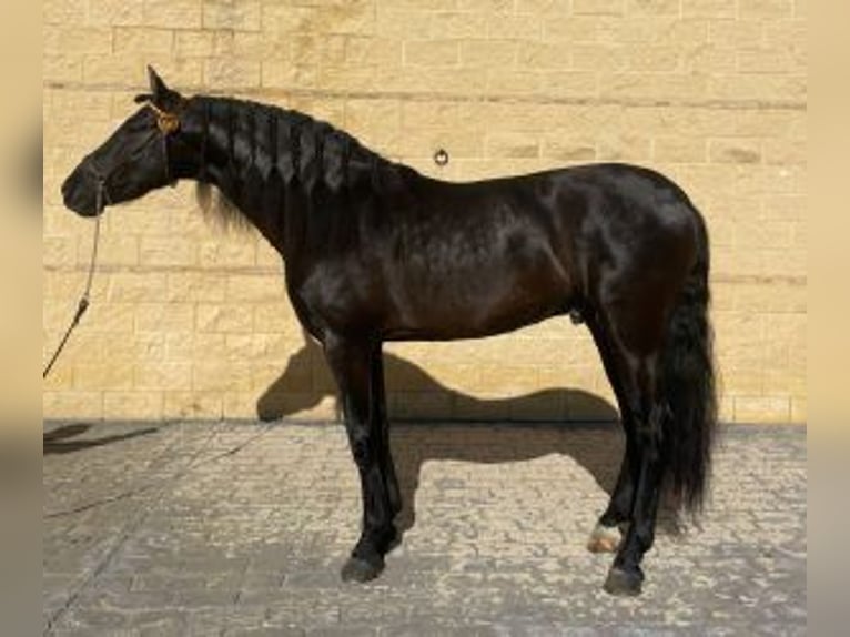PRE Mix Stallion 5 years 16 hh Black in MADRID