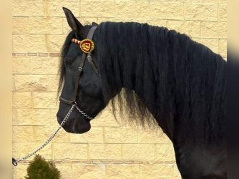 PRE Mix Stallion 5 years 16 hh Black in MADRID