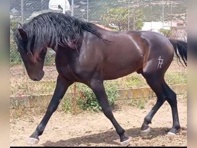 PRE Mix Stallion 5 years 16 hh Black in MADRID