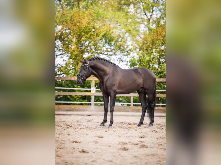 PRE Stallion 5 years 16 hh Black in Poeldijk