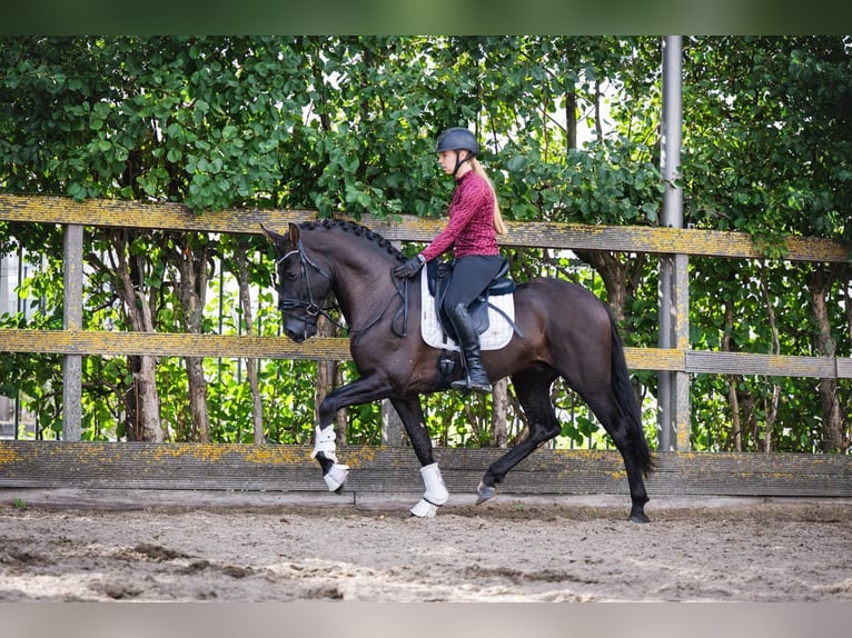 PRE Stallion 5 years 16 hh Black in Poeldijk