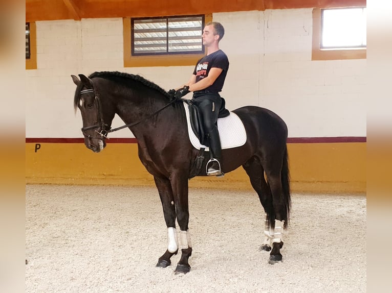 PRE Mix Stallion 5 years 16 hh Black in Madrid