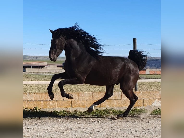 PRE Mix Stallion 5 years 16 hh Black in Madrid