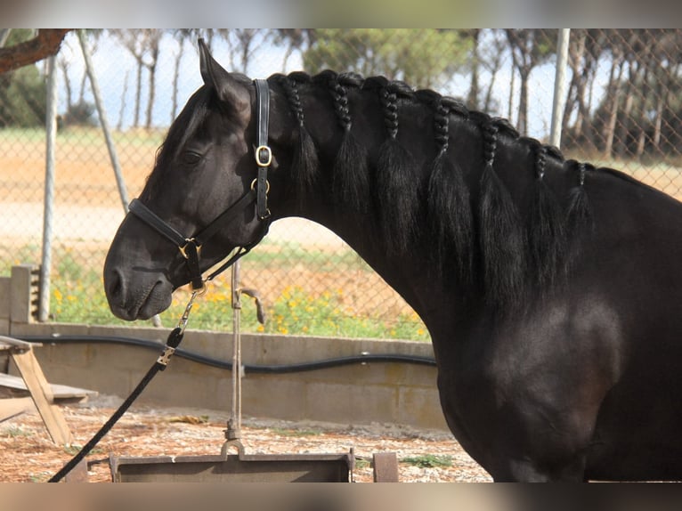 PRE Mix Stallion 5 years 16 hh Black in Hamburg
