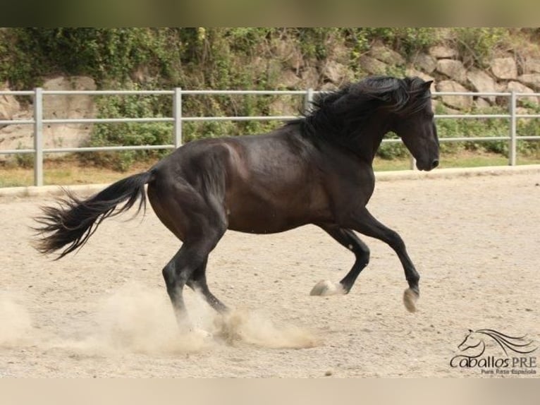 PRE Mix Stallion 5 years 16 hh Black in Barcelona