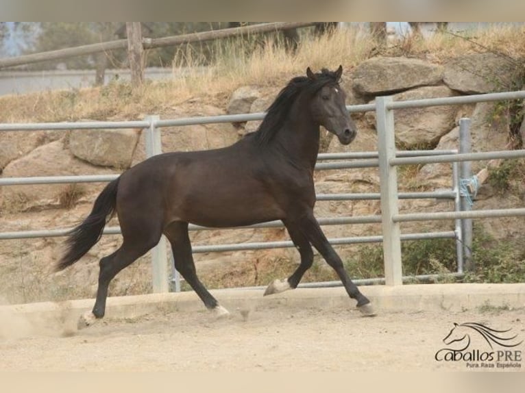 PRE Mix Stallion 5 years 16 hh Black in Barcelona