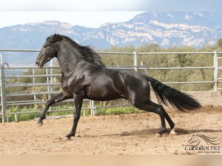PRE Stallion 5 years 16 hh Black in Barcelona