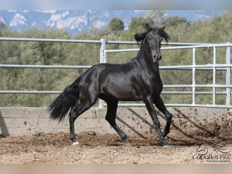 PRE Stallion 5 years 16 hh Black in Barcelona