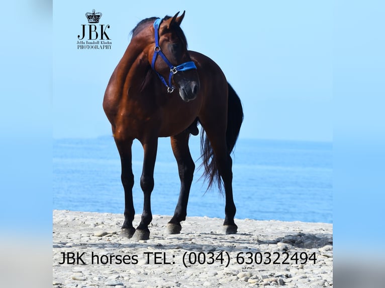 PRE Mix Stallion 5 years 16 hh Brown in Tabernas Almer&#xED;a
