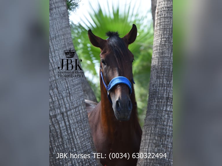 PRE Mix Stallion 5 years 16 hh Brown in Tabernas Almer&#xED;a