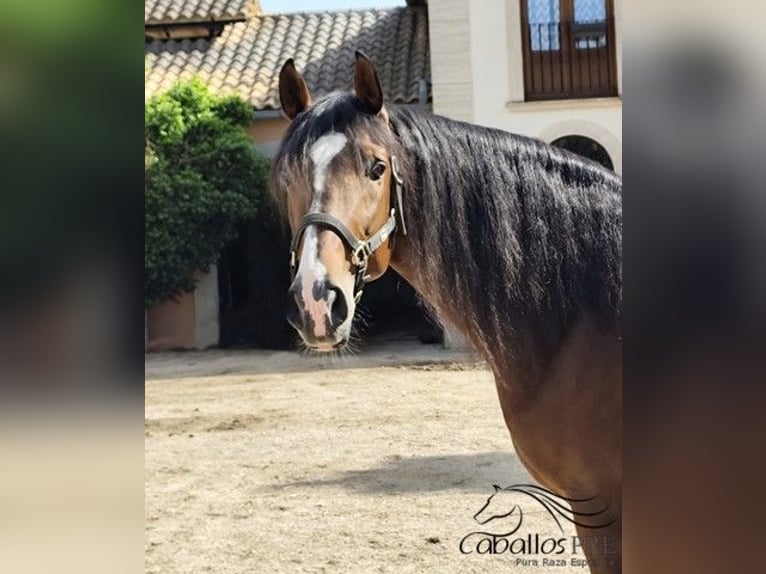 PRE Mix Stallion 5 years 16 hh Brown in Palma de Mallorca
