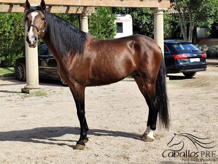 PRE Mix Stallion 5 years 16 hh Brown in Palma de Mallorca