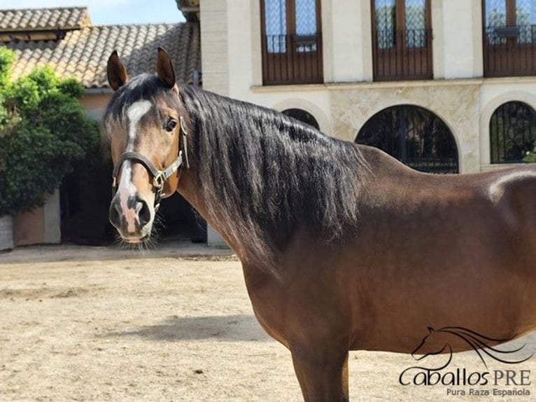 PRE Mix Stallion 5 years 16 hh Brown in Palma de Mallorca
