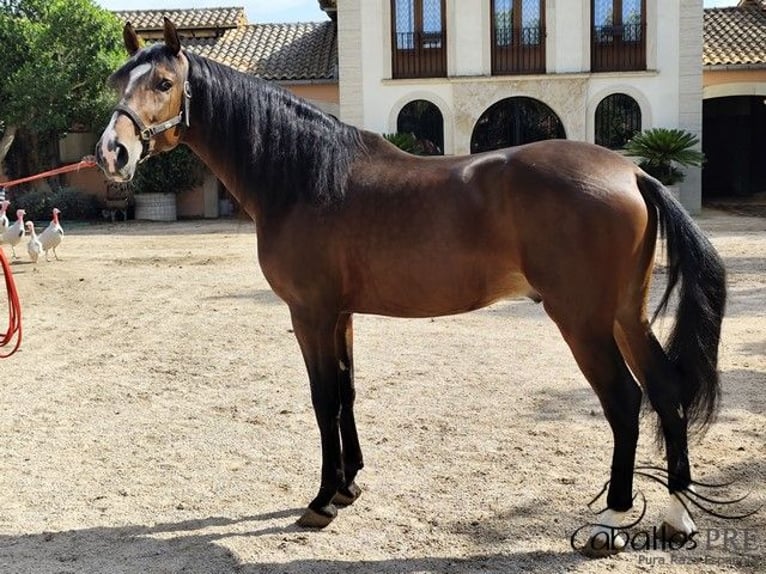 PRE Mix Stallion 5 years 16 hh Brown in Palma de Mallorca