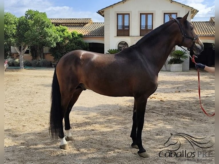 PRE Mix Stallion 5 years 16 hh Brown in Palma de Mallorca