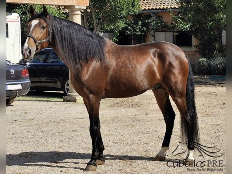 PRE Mix Stallion 5 years 16 hh Brown in Palma de Mallorca