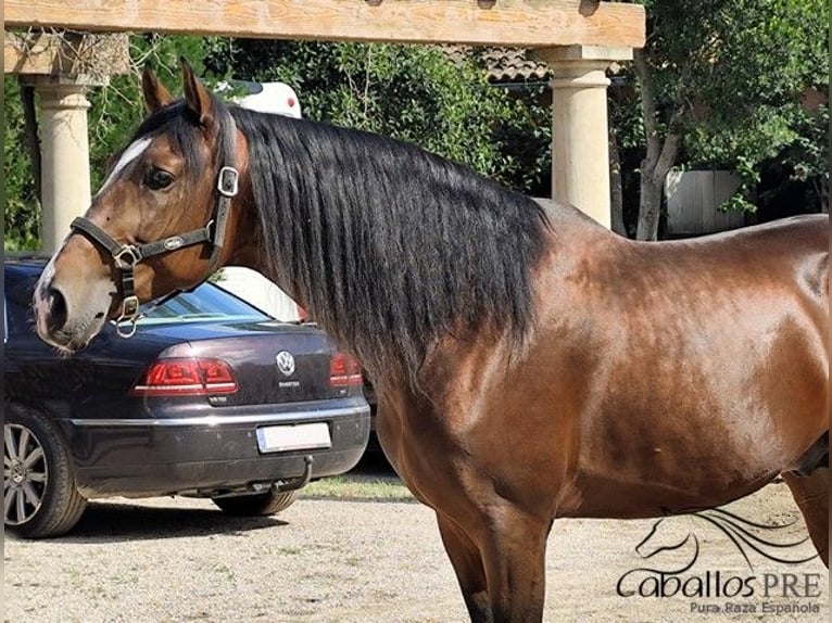 PRE Mix Stallion 5 years 16 hh Brown in Palma de Mallorca