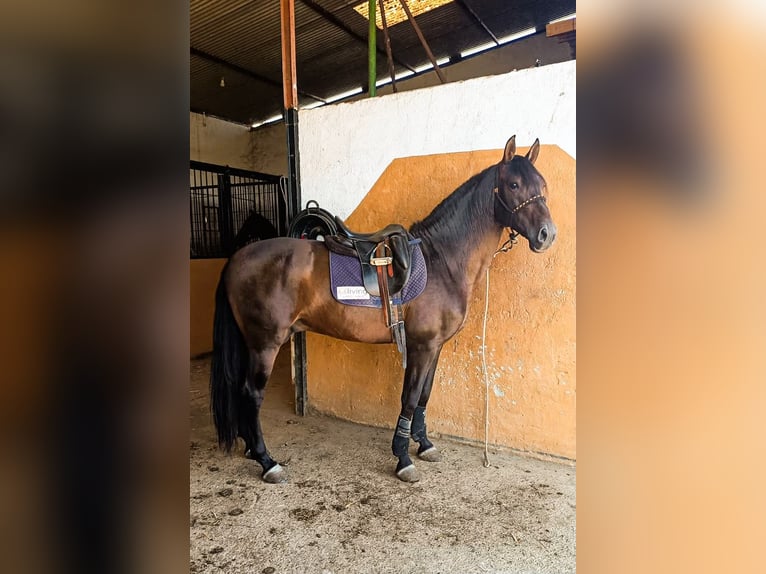 PRE Mix Stallion 5 years 16 hh Brown in Dos Hermanas
