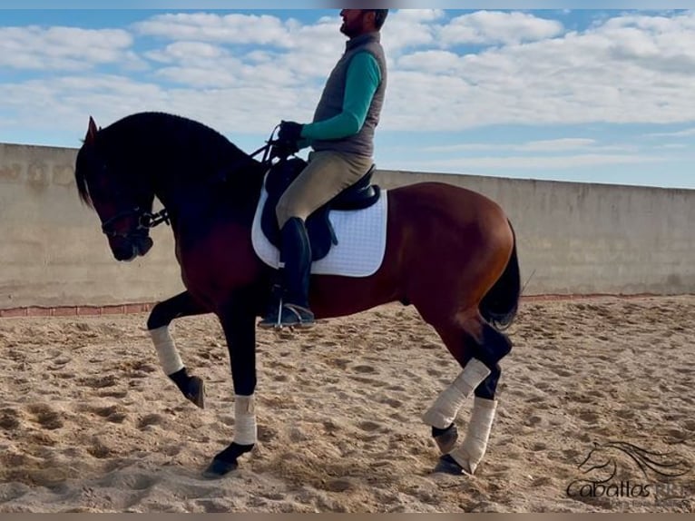 PRE Stallion 5 years 16 hh Brown in Merida