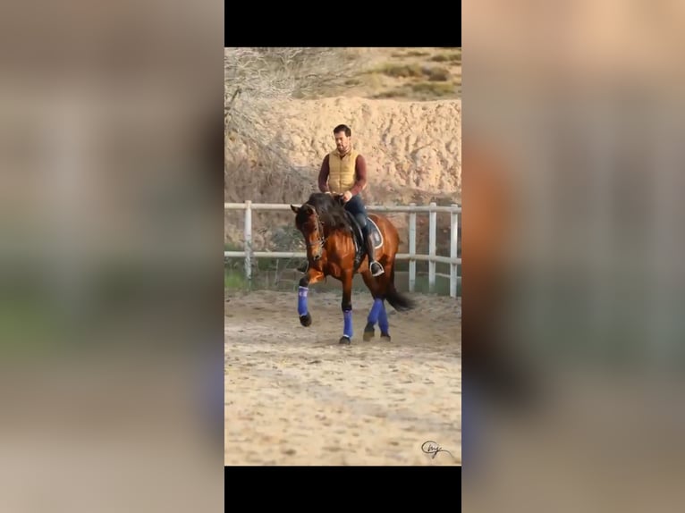 PRE Mix Stallion 5 years 16 hh Brown in Santo Domingo