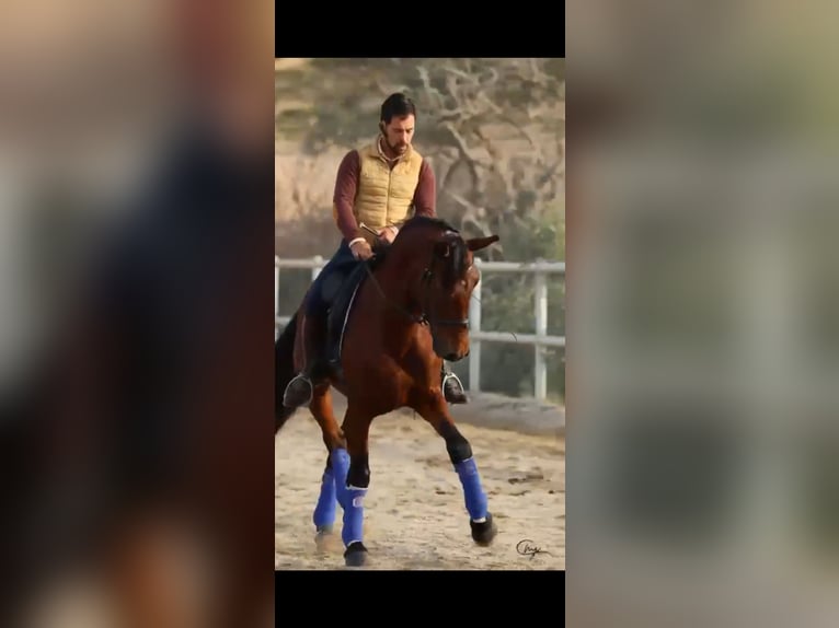 PRE Mix Stallion 5 years 16 hh Brown in Santo Domingo