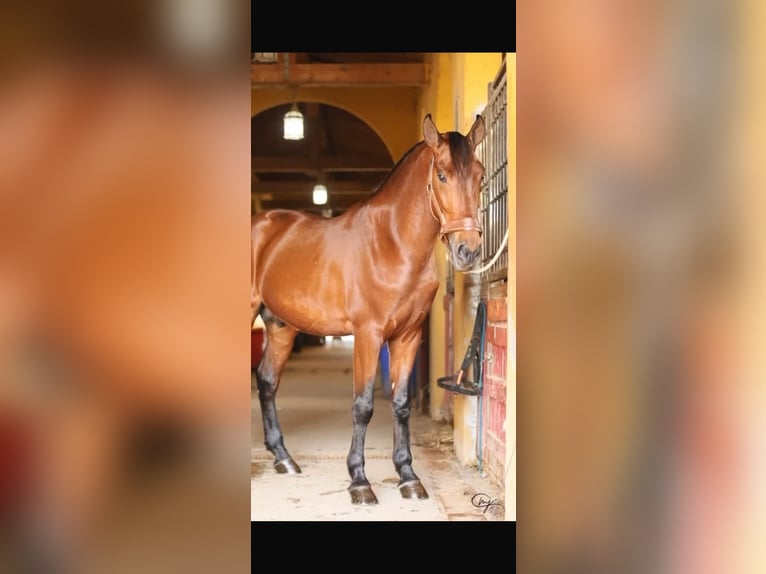 PRE Mix Stallion 5 years 16 hh Brown in Santo Domingo
