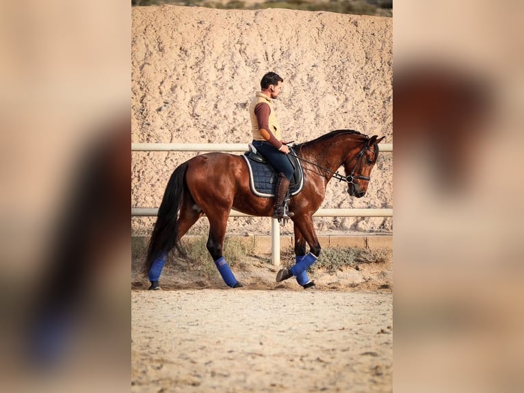 PRE Mix Stallion 5 years 16 hh Brown in Santo Domingo