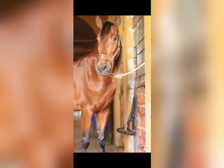 PRE Mix Stallion 5 years 16 hh Brown in Santo Domingo