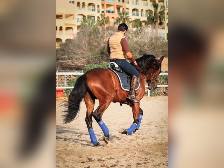 PRE Mix Stallion 5 years 16 hh Brown in Santo Domingo