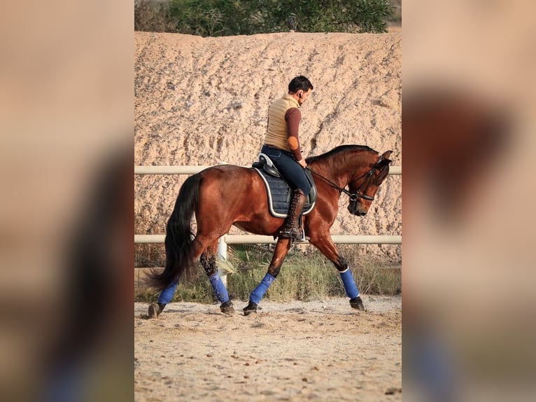 PRE Mix Stallion 5 years 16 hh Brown in Santo Domingo