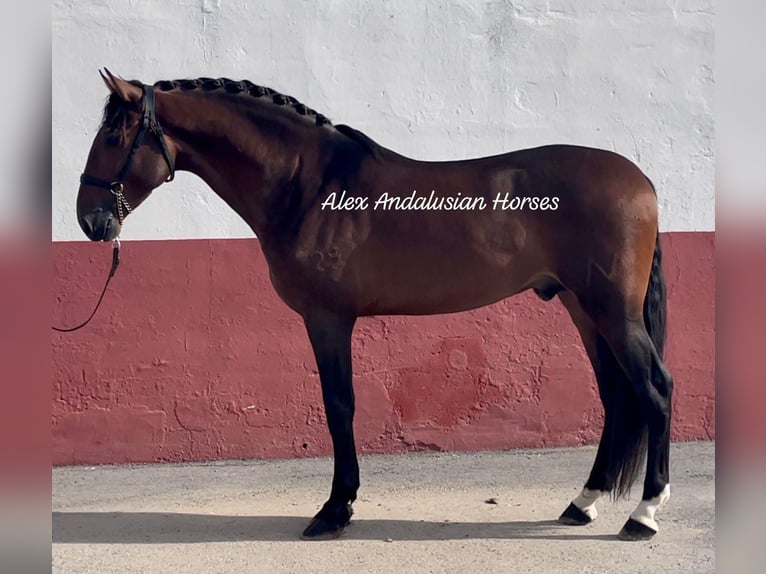PRE Mix Stallion 5 years 16 hh Brown in Sevilla