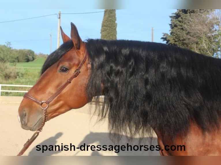 PRE Mix Stallion 5 years 16 hh Brown in Barcelona