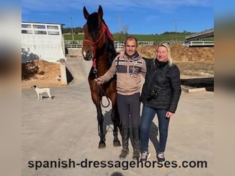 PRE Mix Stallion 5 years 16 hh Brown in Barcelona