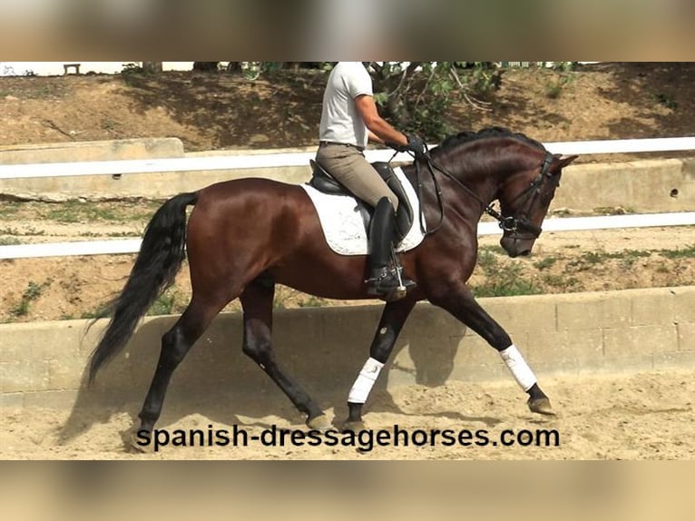 PRE Mix Stallion 5 years 16 hh Brown in Barcelona