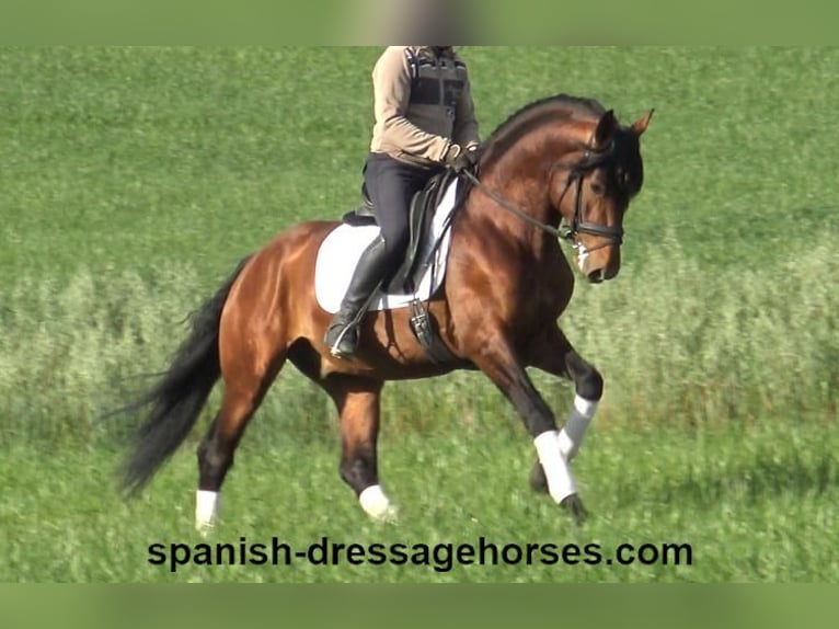 PRE Mix Stallion 5 years 16 hh Brown in Barcelona