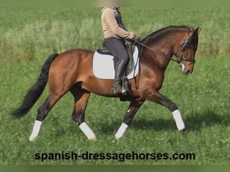 PRE Mix Stallion 5 years 16 hh Brown in Barcelona