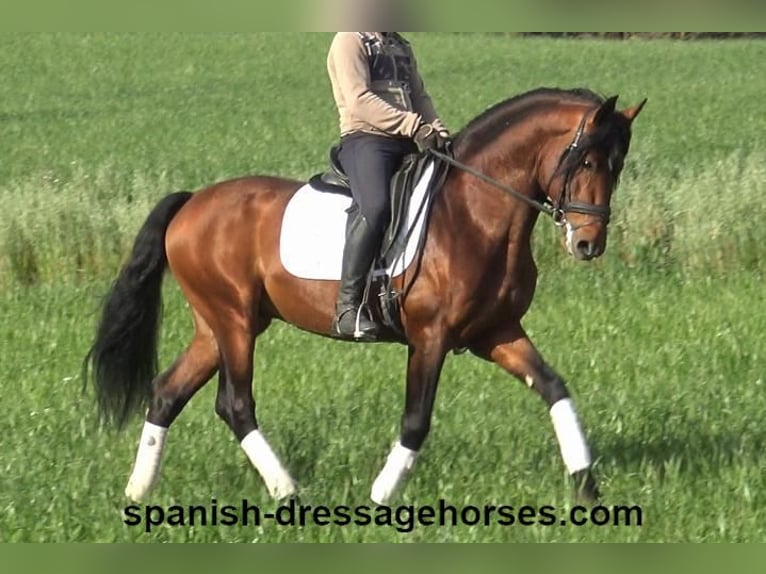 PRE Mix Stallion 5 years 16 hh Brown in Barcelona