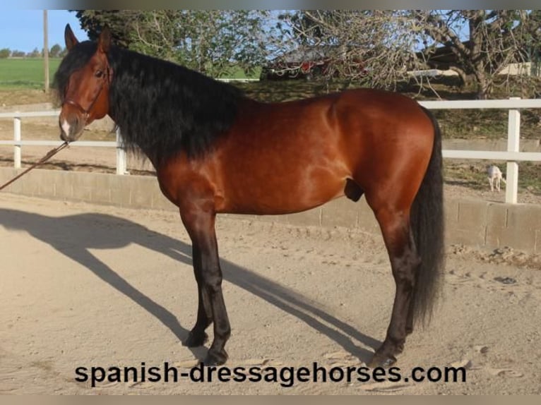 PRE Mix Stallion 5 years 16 hh Brown in Barcelona