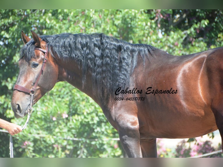 PRE Stallion 5 years 16 hh Brown in Vejer de la Frontera