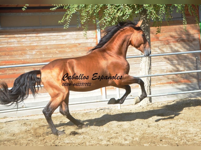 PRE Stallion 5 years 16 hh Brown in Vejer de la Frontera