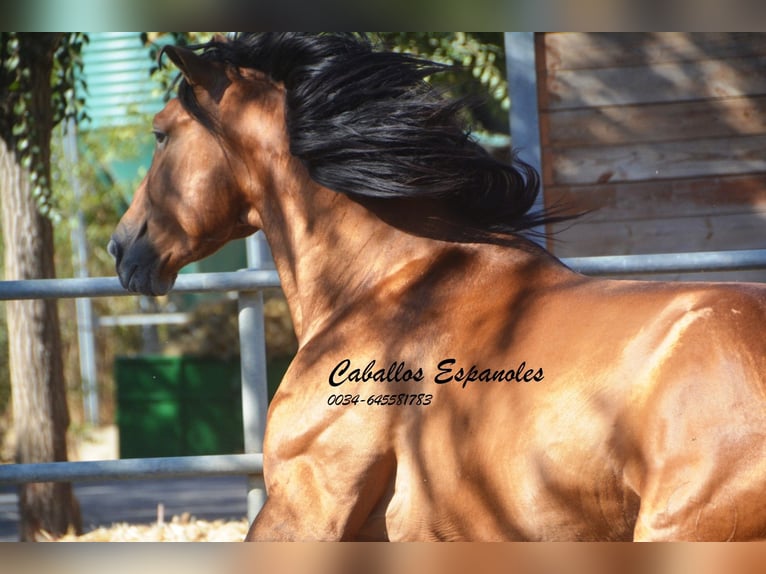 PRE Stallion 5 years 16 hh Brown in Vejer de la Frontera