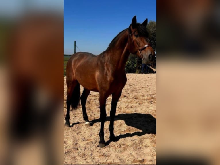 PRE Mix Stallion 5 years 16 hh Brown in Arcos de la Frontera