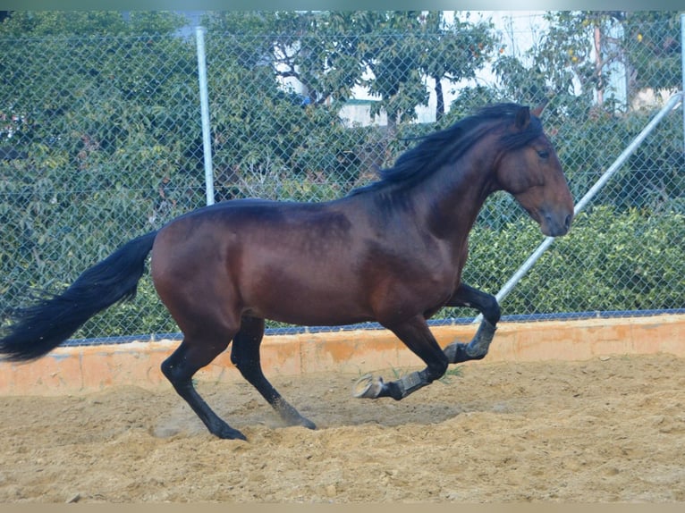 PRE Stallion 5 years 16 hh Brown in Vejer de la Frontera