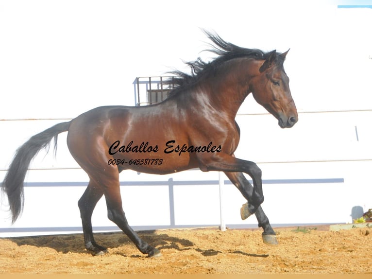 PRE Stallion 5 years 16 hh Brown in Vejer de la Frontera