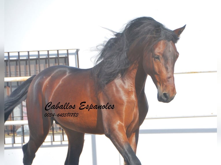 PRE Stallion 5 years 16 hh Brown in Vejer de la Frontera