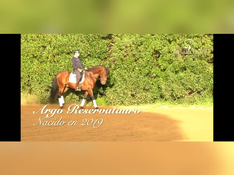 PRE Stallion 5 years 16 hh Brown-Light in La Barrosa