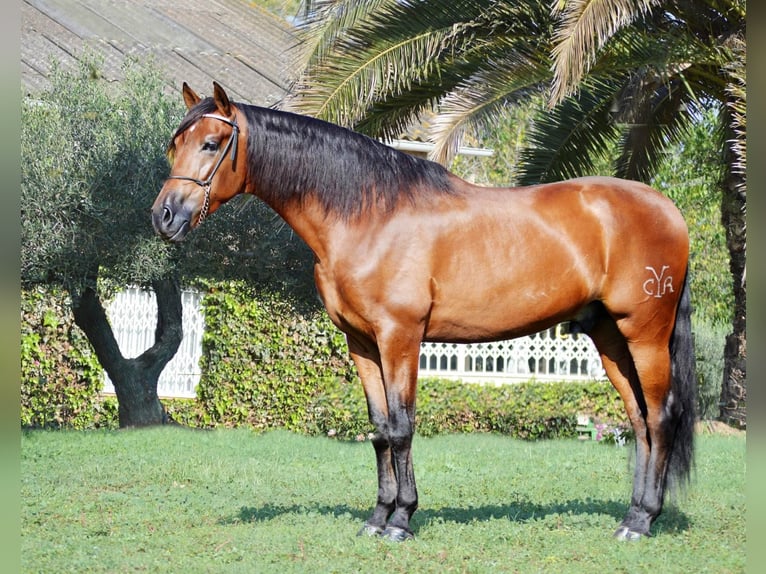 PRE Mix Stallion 5 years 16 hh Brown-Light in Barcelona