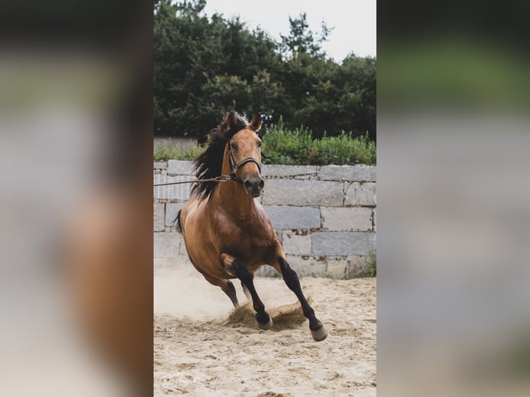 PRE Stallion 5 years 16 hh Buckskin in Ourense