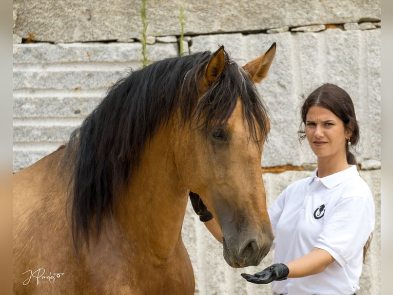 PRE Stallion 5 years 16 hh Buckskin in Ourense